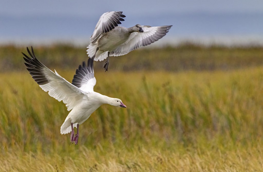Two snow geese mid flight, landing in a marshy field.
